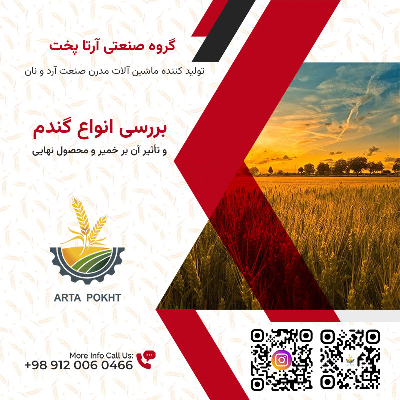 بررسی انواع گندم و تأثیر آن بر خمیر و محصول نهایی